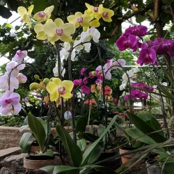 Regina Floral Conservatory - Regina