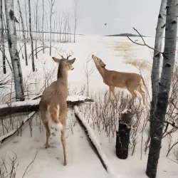 Royal Saskatchewan Museum - Regina