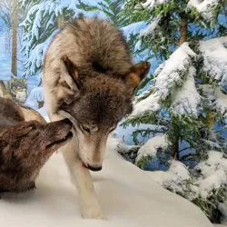 Royal Saskatchewan Museum - Regina