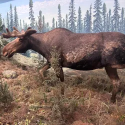 Royal Saskatchewan Museum - Regina