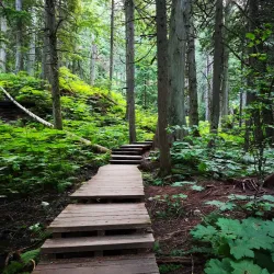 Giant Cedars Boardwalk Trail - Revelstoke