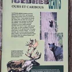 Giant Cedars Boardwalk Trail - Revelstoke