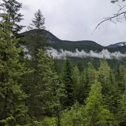 Giant Cedars Boardwalk Trail - Revelstoke