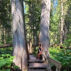 Giant Cedars Boardwalk Trail - Revelstoke