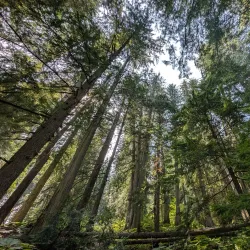 Giant Cedars Boardwalk Trail - Revelstoke
