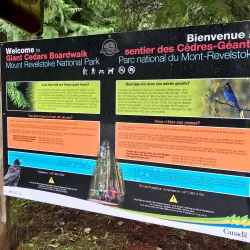 Giant Cedars Boardwalk Trail - Revelstoke