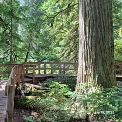 Giant Cedars Boardwalk Trail - Revelstoke