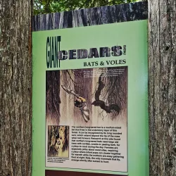 Giant Cedars Boardwalk Trail - Revelstoke
