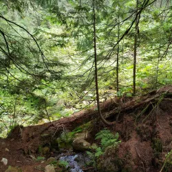 Giant Cedars Boardwalk Trail - Revelstoke