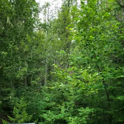 Meadows in the Sky Parkway - Revelstoke