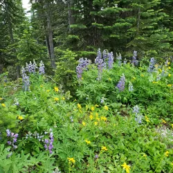Meadows in the Sky Parkway - Revelstoke