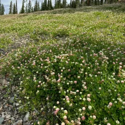 Mount Mackenzie - Revelstoke