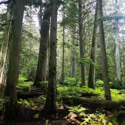 Mount Revelstoke National Park - Revelstoke