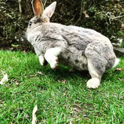 Minoru Park - Richmond