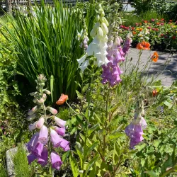 Terra Nova Rural Park - Richmond