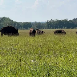 Rocky Mountain House National Historic Site - Rocky Mountain House