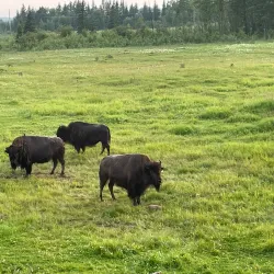 Rocky Mountain House Provincial Park - Rocky Mountain House