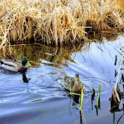 Parc Roger-Turcotte - Rouyn-Noranda