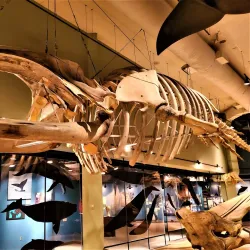 New Brunswick Museum - Saint John