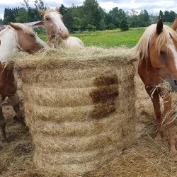 Lac des Écorces - Sainte-Agathe-des-Monts (Ste-Agathe des Monts)