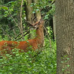 Île Saint-Bernard - Salaberry-de-Valleyfield