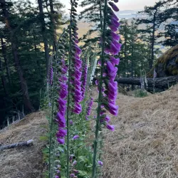 Mount Maxwell Lookout - Salt Spring Island