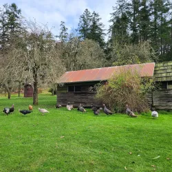 Ruckle Heritage Farm - Salt Spring Island