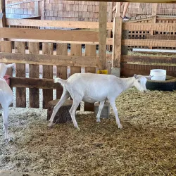 Salt Spring Island Cheese Company - Salt Spring Island