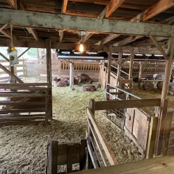 Salt Spring Island Cheese Company - Salt Spring Island