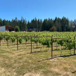 Salt Spring Island Vineyards - Salt Spring Island