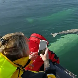 Hudson Bay Wildlife Viewing - Sanikiluaq