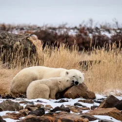 Hudson Bay Wildlife Viewing - Sanikiluaq