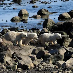 Hudson Bay Wildlife Viewing - Sanikiluaq