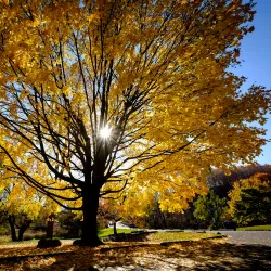 Thorncliffe Park - Scarborough