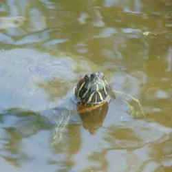 Lake Peter - Schefferville