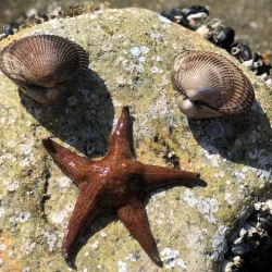 Porpoise Bay Provincial Park - Sechelt
