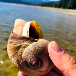 Porpoise Bay Provincial Park - Sechelt
