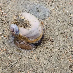 Porpoise Bay Provincial Park - Sechelt