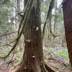 Sechelt Heritage Forest - Sechelt