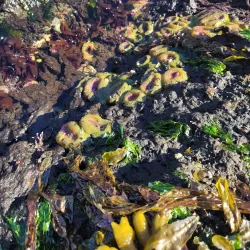 Skookumchuck Narrows Provincial Park - Sechelt