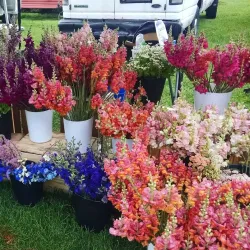 Shelburne Farmers' Market - Shelburne