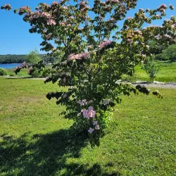 Shelburne Heritage Museum - Shelburne