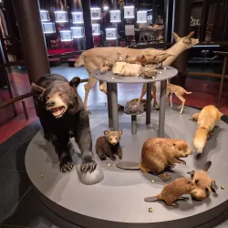 Musée de la nature et des sciences de Sherbrooke - Sherbrooke