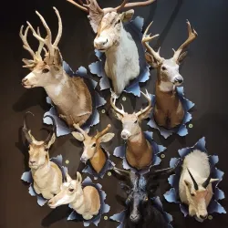 Musée de la nature et des sciences de Sherbrooke - Sherbrooke