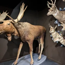 Musée de la nature et des sciences de Sherbrooke - Sherbrooke