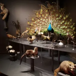 Musée de la nature et des sciences de Sherbrooke - Sherbrooke