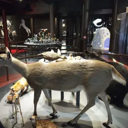 Musée de la nature et des sciences de Sherbrooke - Sherbrooke