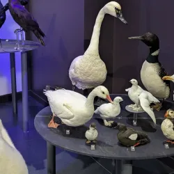 Musée de la nature et des sciences de Sherbrooke - Sherbrooke