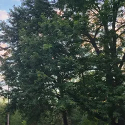 Parc Victoria - Sherbrooke