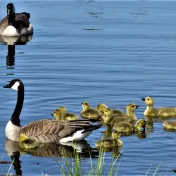 Broadmoor Lake Park - Sherwood Park